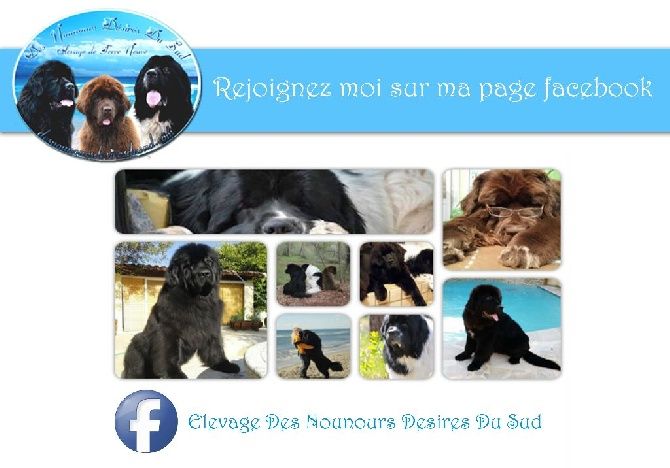 Des Nounours Desires Du Sud - Pour suivre toutes mes actualités rejoignez-moi sur Facebook 