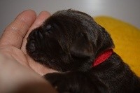 CHIOT Collier  Rouge  couleur Marron 