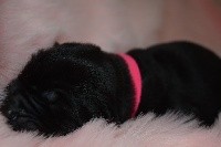 CHIOT Colllier Rose  couleur Noir 
