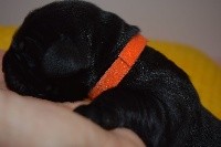 CHIOT collier Orange couleur Noir 