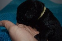 CHIOT collier Beige couleur Noir 